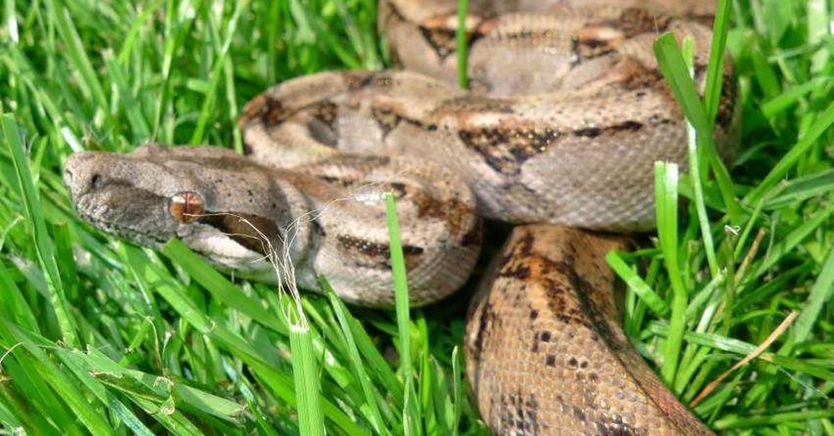 Iconic view of the Moonglow Boa, or Boa constrictor, in its habitat.