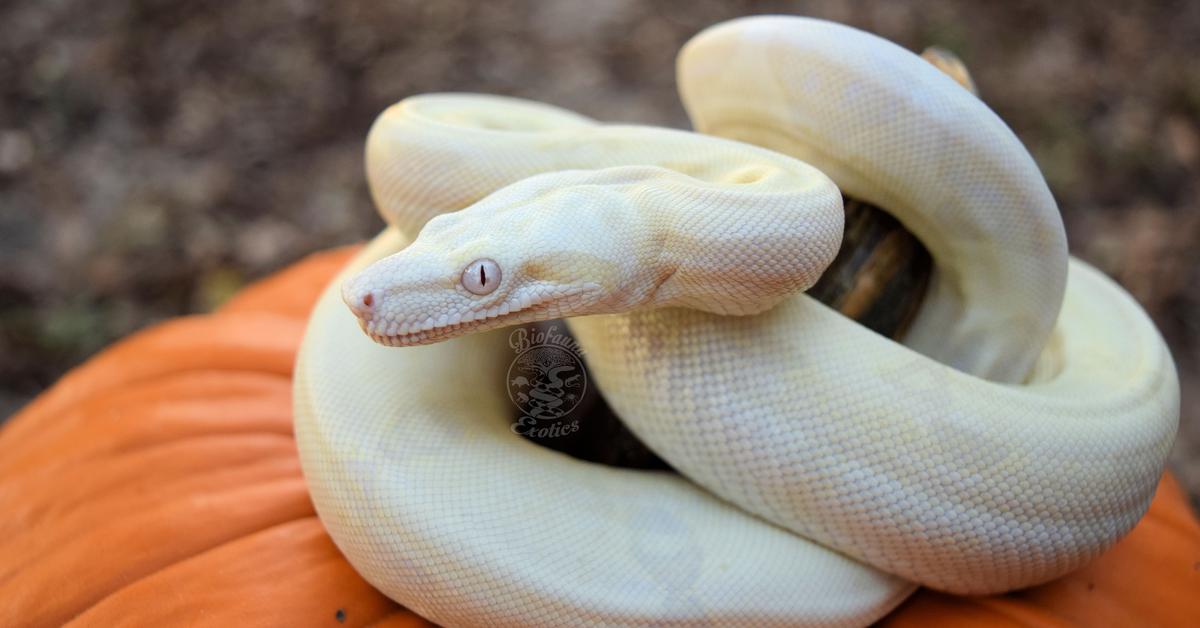 Enchanting Moonglow Boa, a species scientifically known as Boa constrictor.