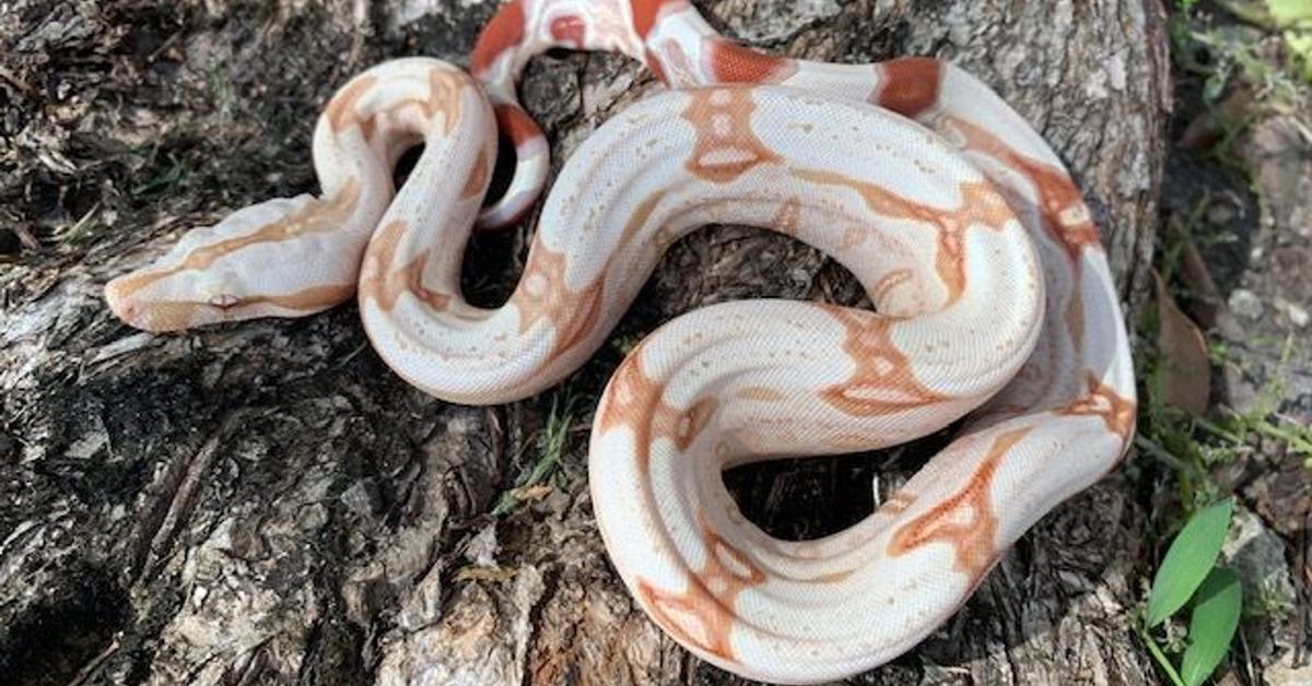 Photographic depiction of the unique Moonglow Boa, locally called Boa Moonglow.