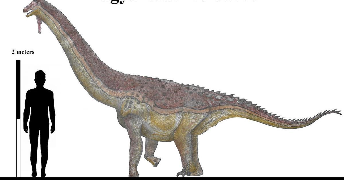 Splendid image of the Magyarosaurus, with the scientific name Magyarosaurus dacus.