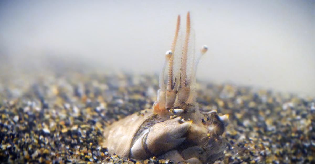 Close encounter with the Mole Crab, scientifically called Emerita analoga.