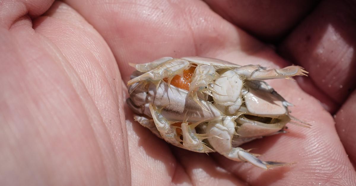 Close encounter with the Mole Crab, scientifically called Emerita analoga.