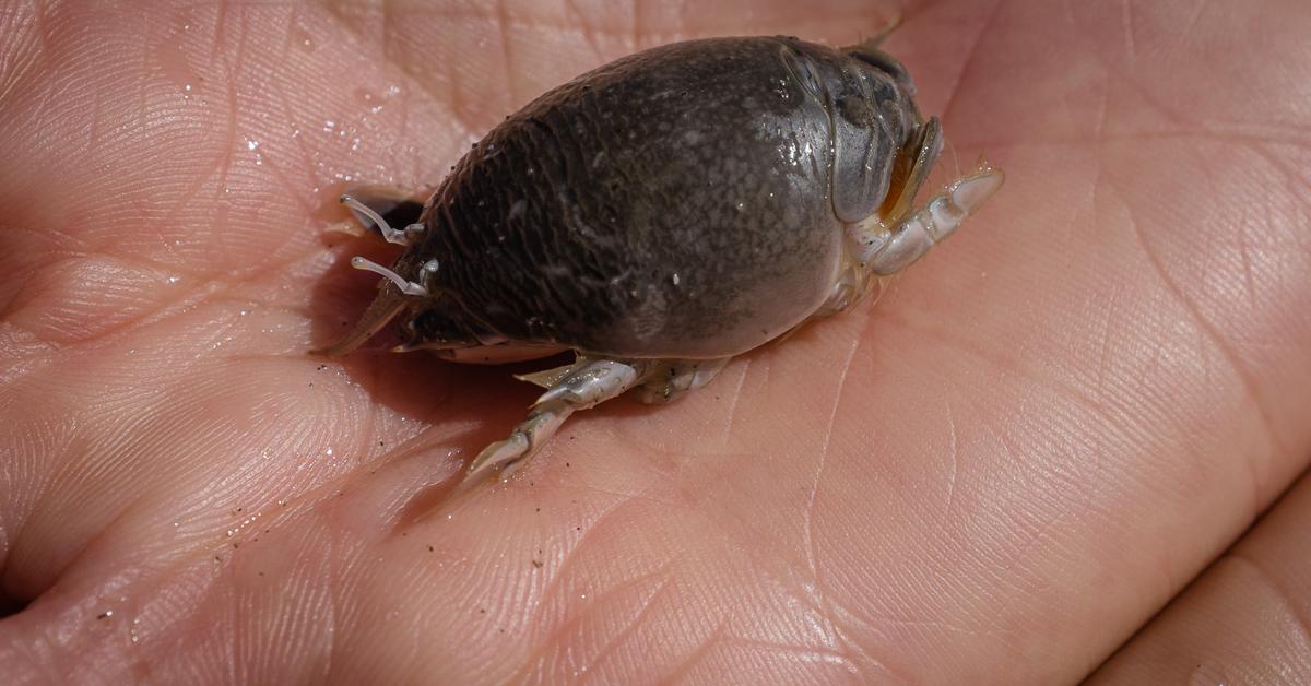 Stunning image of the Mole Crab (Emerita analoga), a wonder in the animal kingdom.