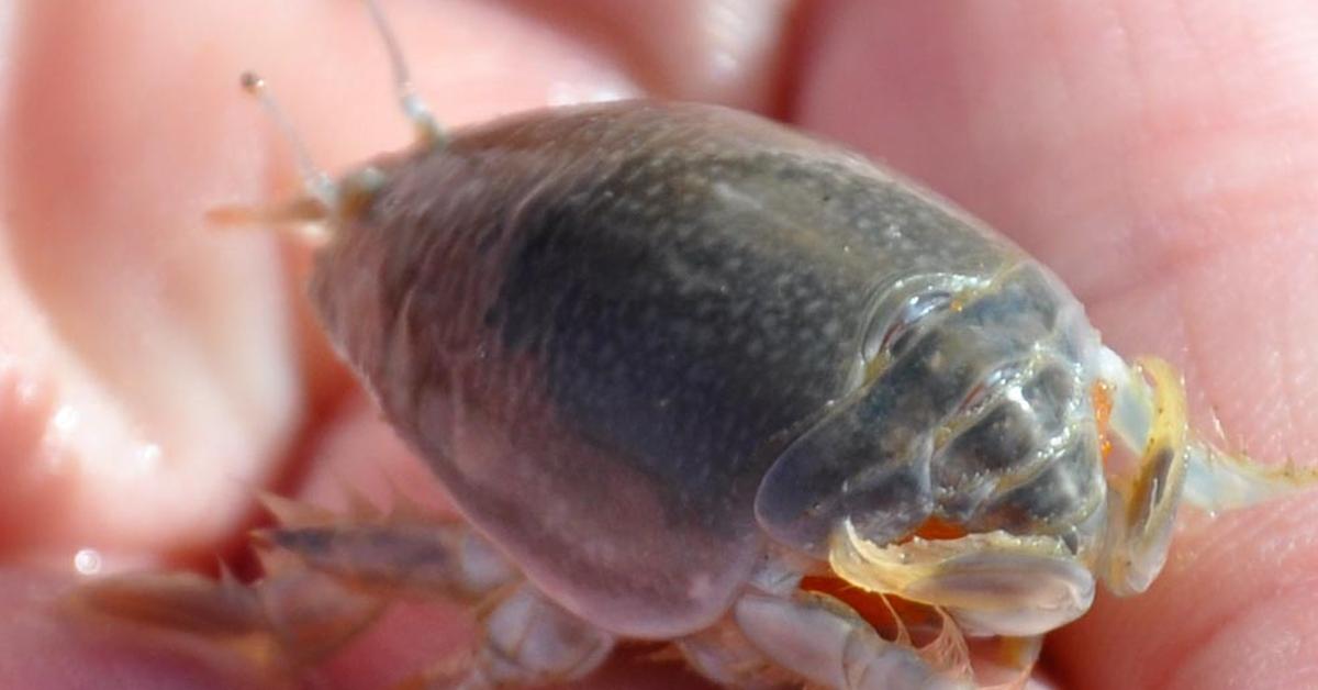 Iconic view of the Mole Crab, or Emerita analoga, in its habitat.