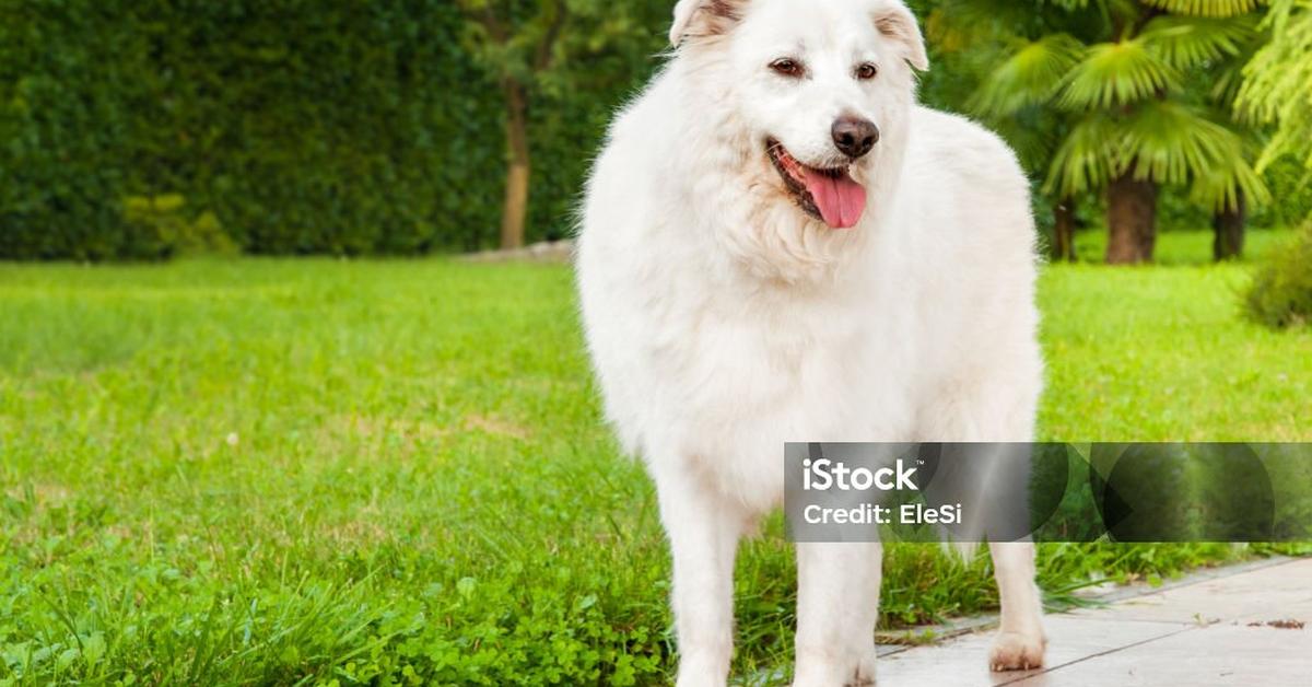 A look at the Maremma Sheepdog, also recognized as Anjing Gembala Maremma in Indonesian culture.
