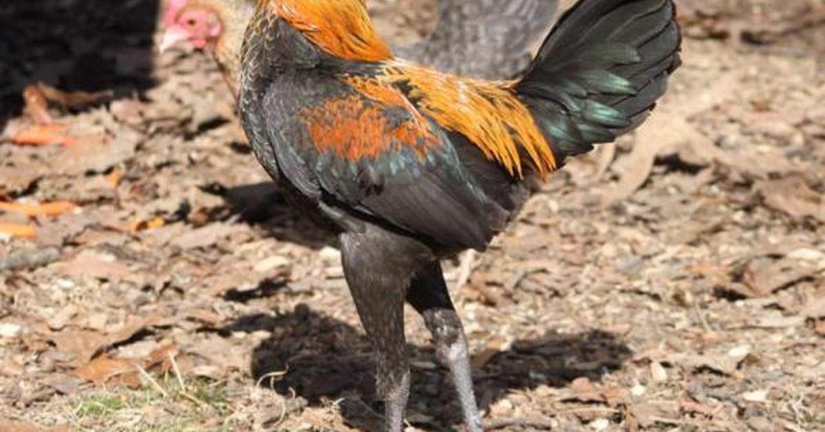 Engaging shot of the Modern Game Chicken, recognized in Indonesia as Ayam Modern Game.