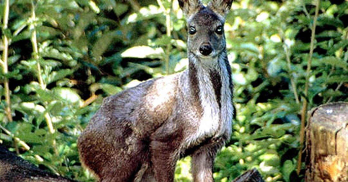 Close encounter with the Musk Deer, scientifically called Moschus moschiferus.