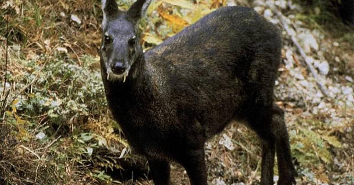 Vibrant snapshot of the Musk Deer, commonly referred to as Rusa Tutul in Indonesia.