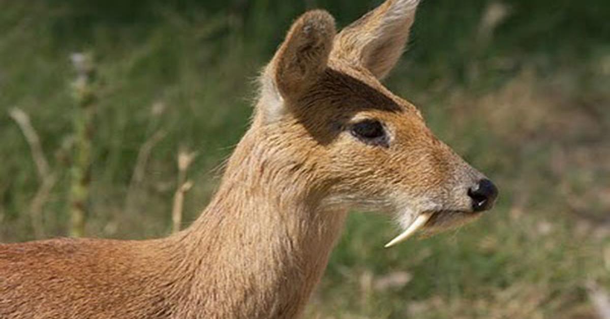 The fascinating Musk Deer, scientifically known as Moschus moschiferus.