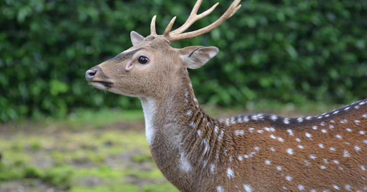 Distinctive Musk Deer, in Indonesia known as Rusa Tutul, captured in this image.