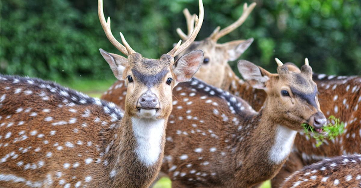 Striking appearance of the Musk Deer, known in scientific circles as Moschus moschiferus.