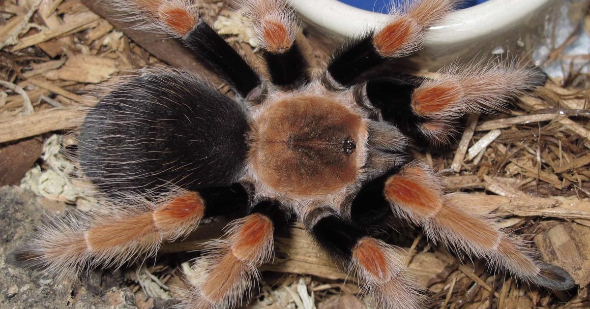 Captured moment of the Mexican Fireleg Tarantula, in Indonesia known as Tarantula Kaki Api Meksiko.