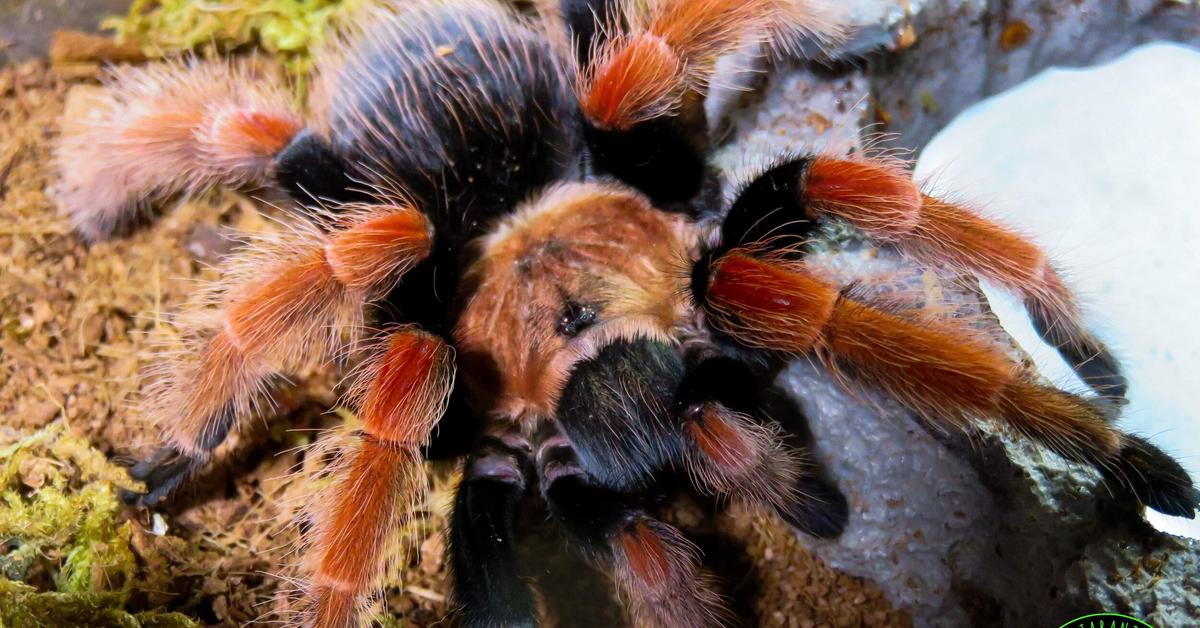 The alluring Mexican Fireleg Tarantula, commonly referred to as Tarantula Kaki Api Meksiko in Bahasa Indonesia.