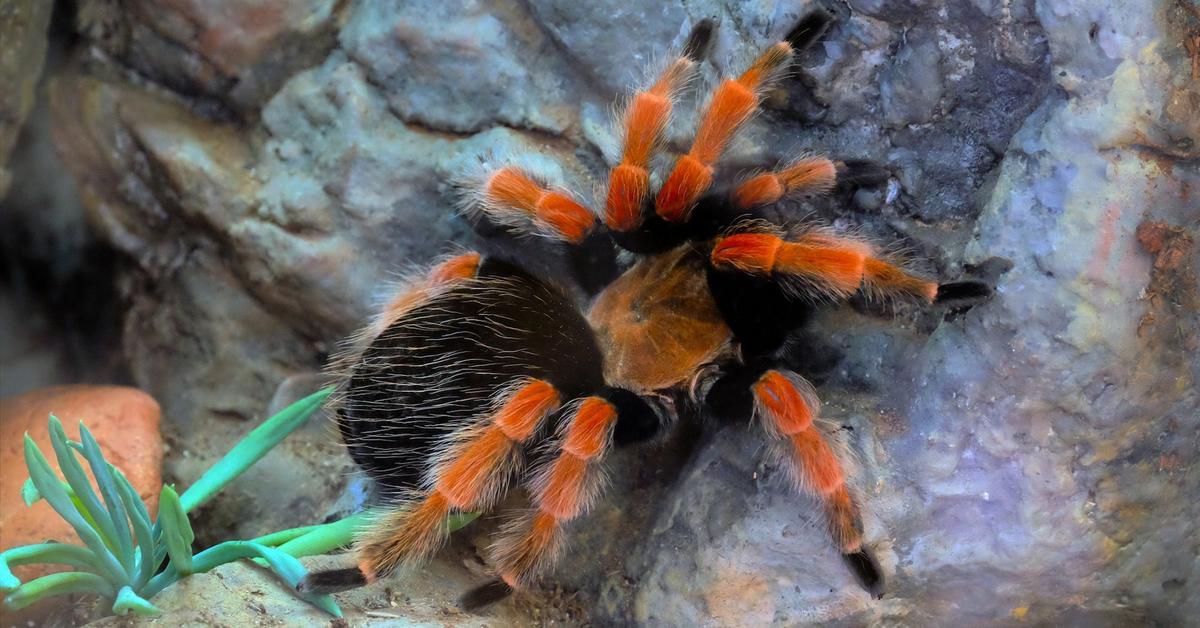 Dynamic image of the Mexican Fireleg Tarantula, popularly known in Indonesia as Tarantula Kaki Api Meksiko.