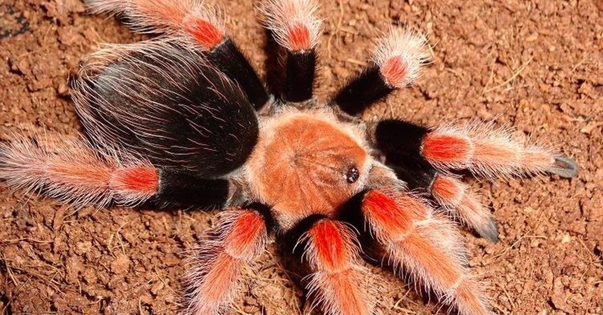 Image of the Mexican Fireleg Tarantula (Brachypelma boehmei), popular in Indonesia as Tarantula Kaki Api Meksiko.