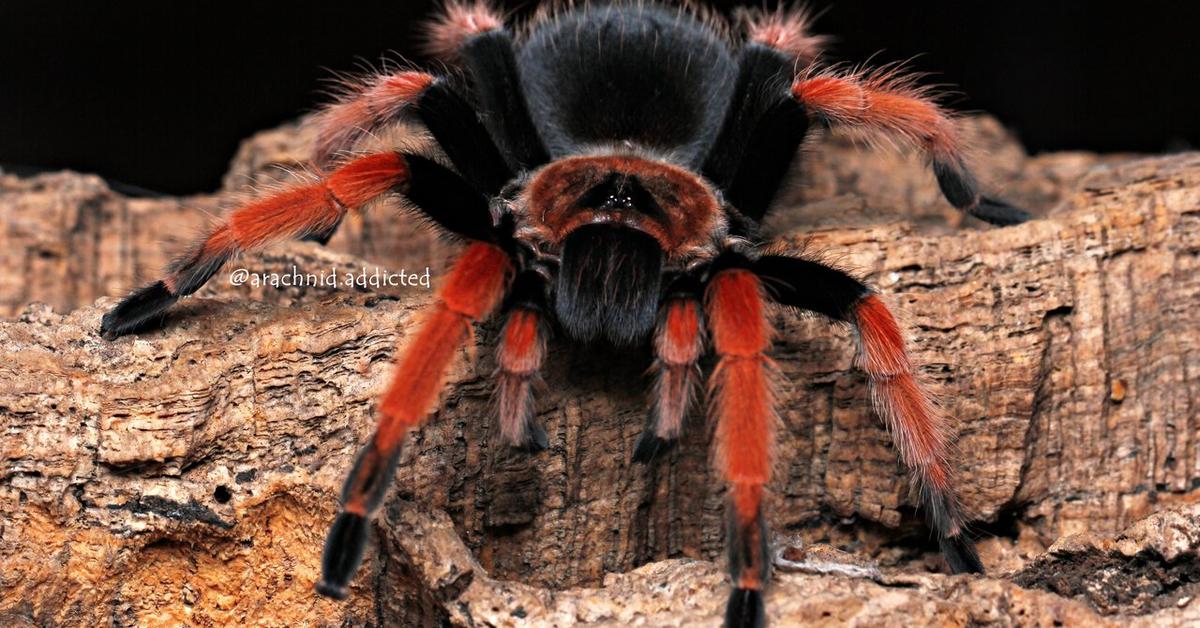 Close encounter with the Mexican Fireleg Tarantula, scientifically called Brachypelma boehmei.