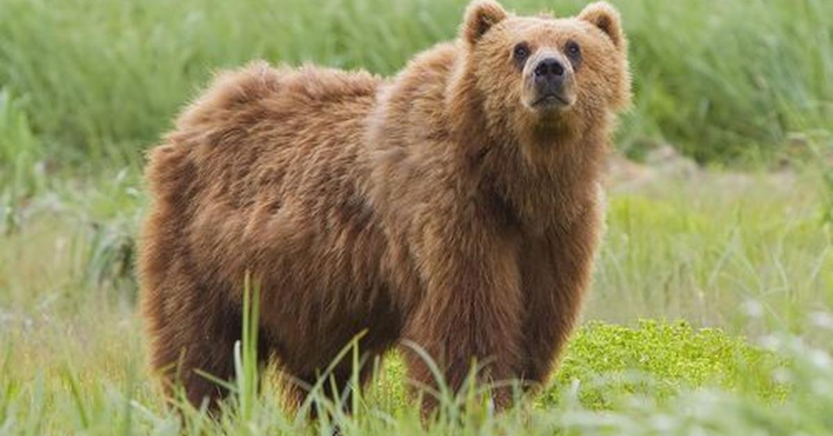 Graceful Marsican Brown Bear, a creature with the scientific name Ursus arctos.