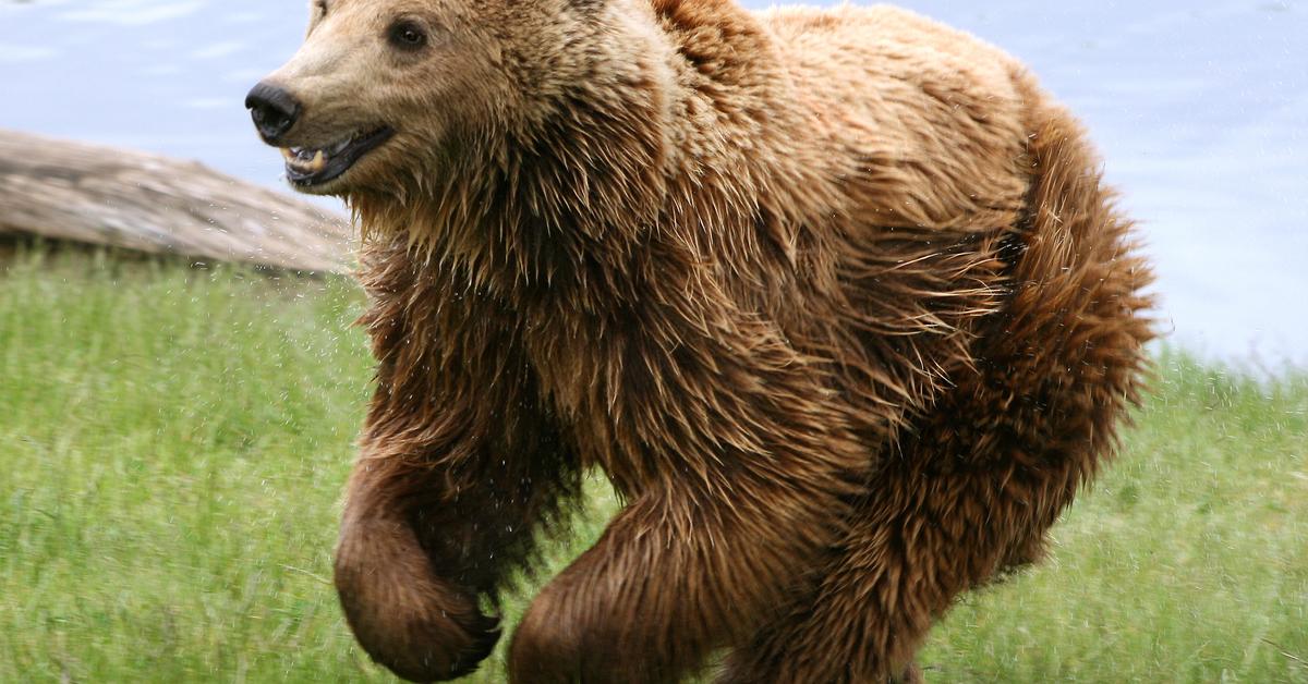 Captivating presence of the Marsican Brown Bear, a species called Ursus arctos.