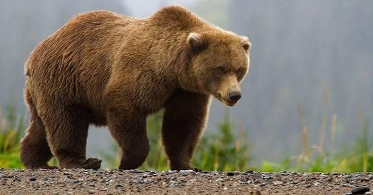 Captivating presence of the Marsican Brown Bear, a species called Ursus arctos.