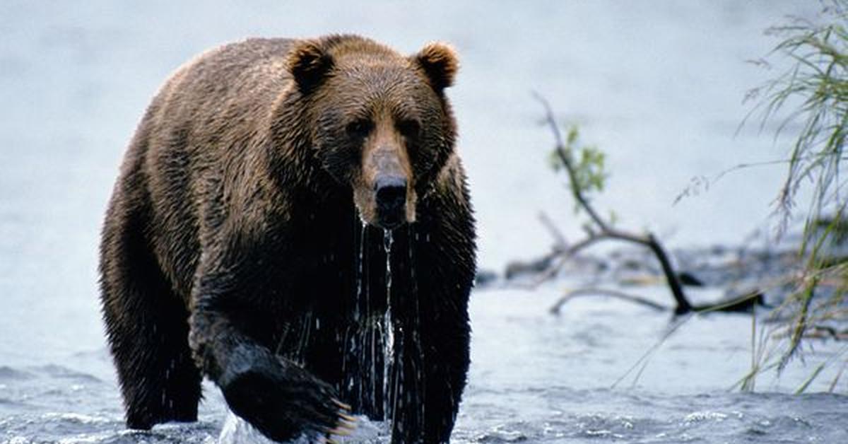 Close-up view of the Marsican Brown Bear, known as Beruang Coklat Marsican in Indonesian.