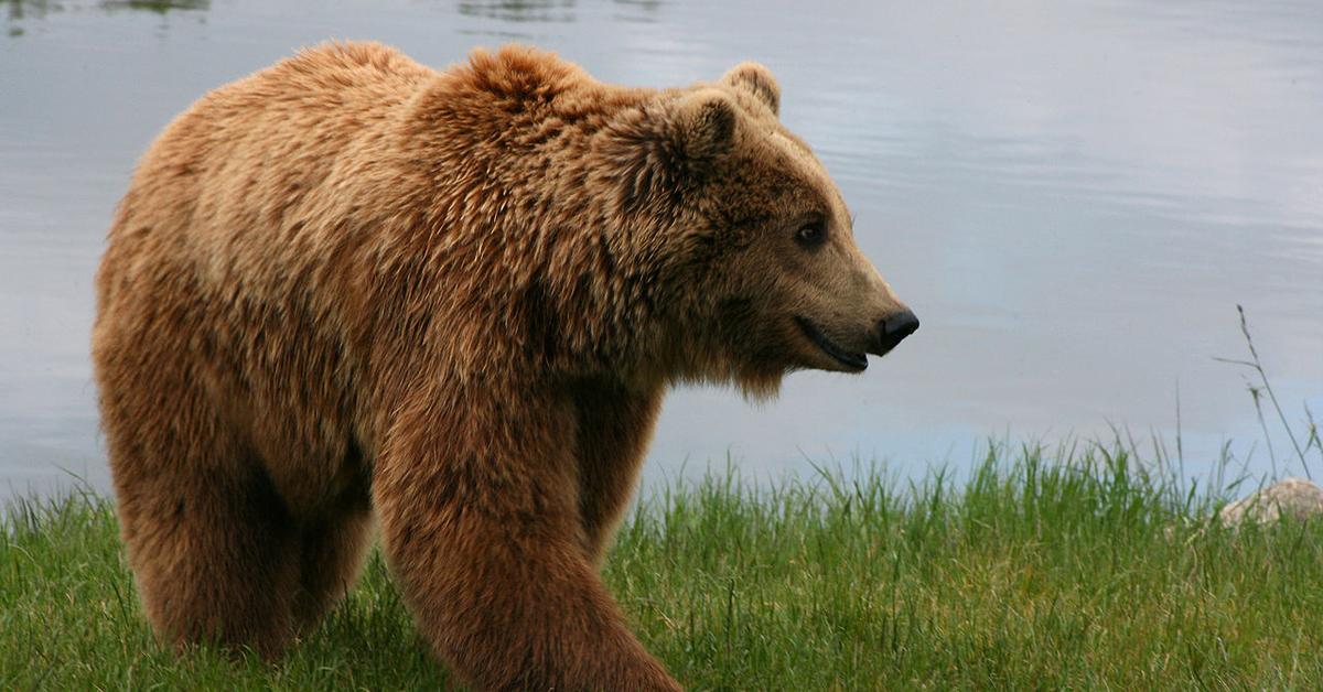 The Marsican Brown Bear in its natural beauty, locally called Beruang Coklat Marsican.