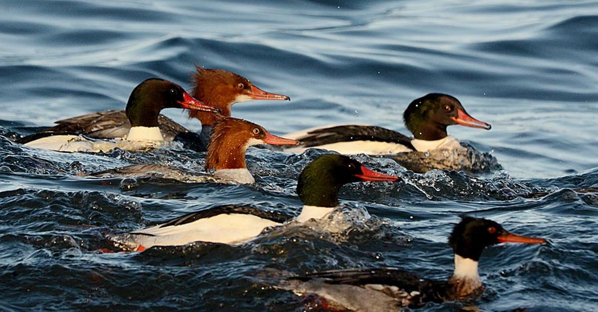 Captured beauty of the Merganser, or Mergus Merganser in the scientific world.