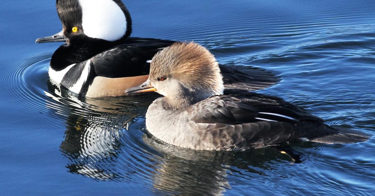 Elegant Merganser in its natural habitat, called Bebek Merganser in Indonesia.