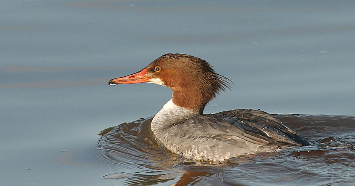 The majestic Merganser, also called Bebek Merganser in Indonesia, in its glory.