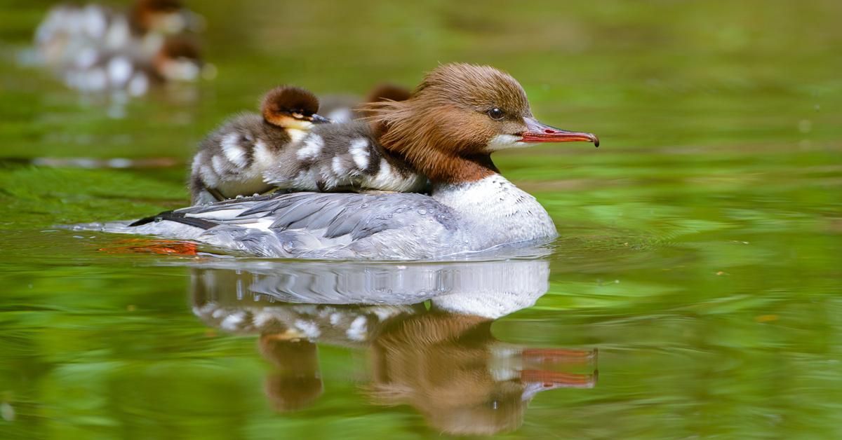 Iconic view of the Merganser, or Mergus Merganser, in its habitat.