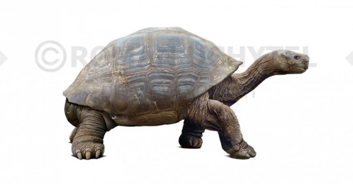 Vivid image of the Megalochelys, or Megalochelys in Indonesian context.