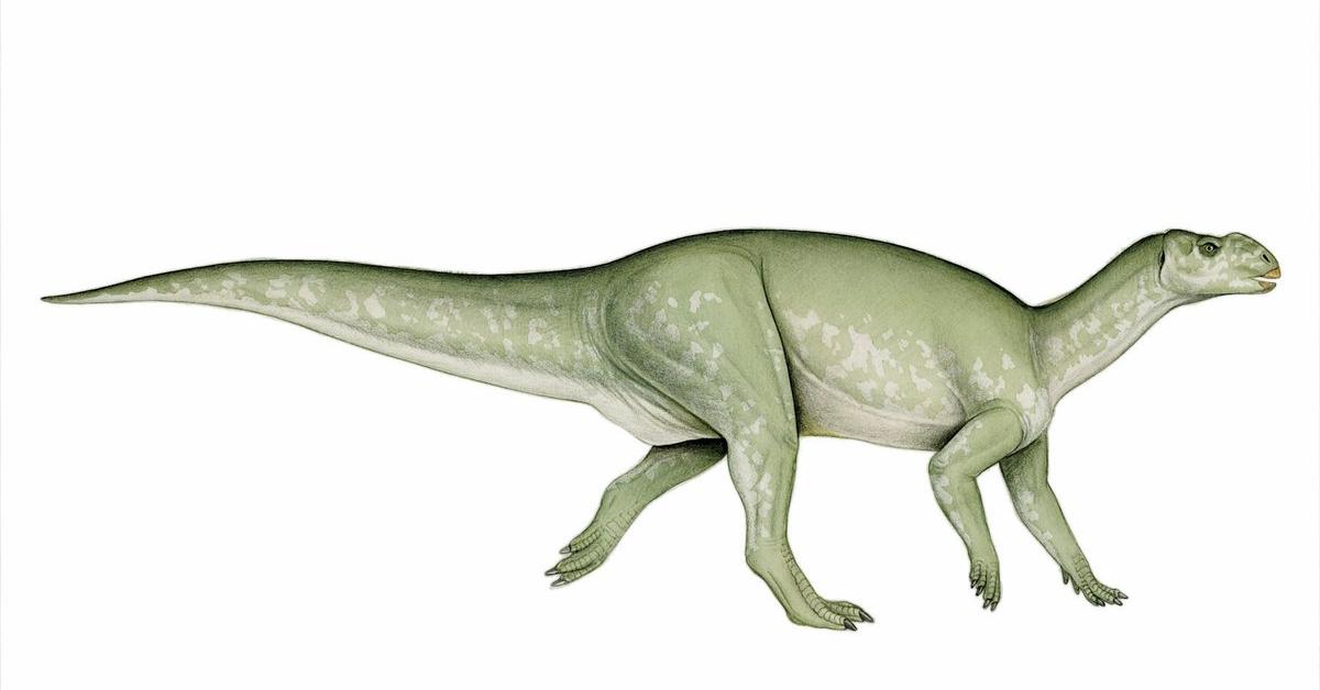 The alluring Muttaburrasaurus, commonly referred to as Muttaburrasaurus in Bahasa Indonesia.