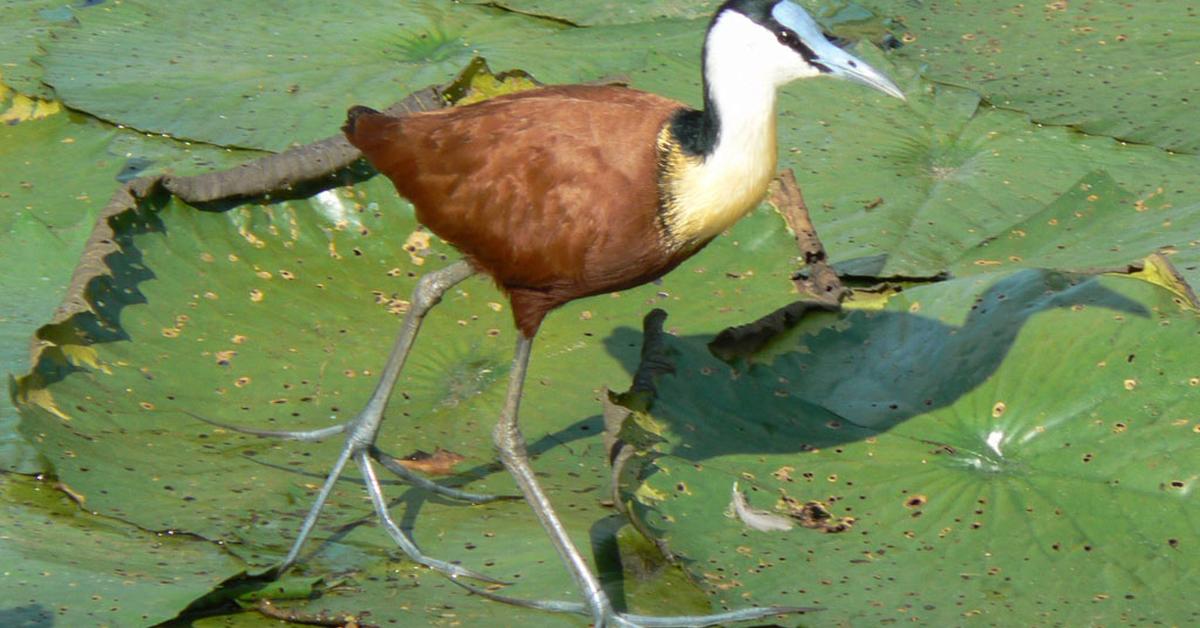 Captivating shot of the Madagascar Jacana, or Jacana Madagaskar in Bahasa Indonesia.