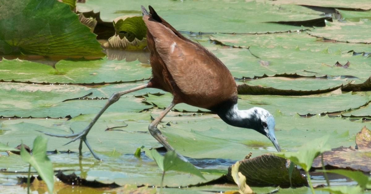 Captivating view of the Madagascar Jacana, known in Bahasa Indonesia as Jacana Madagaskar.