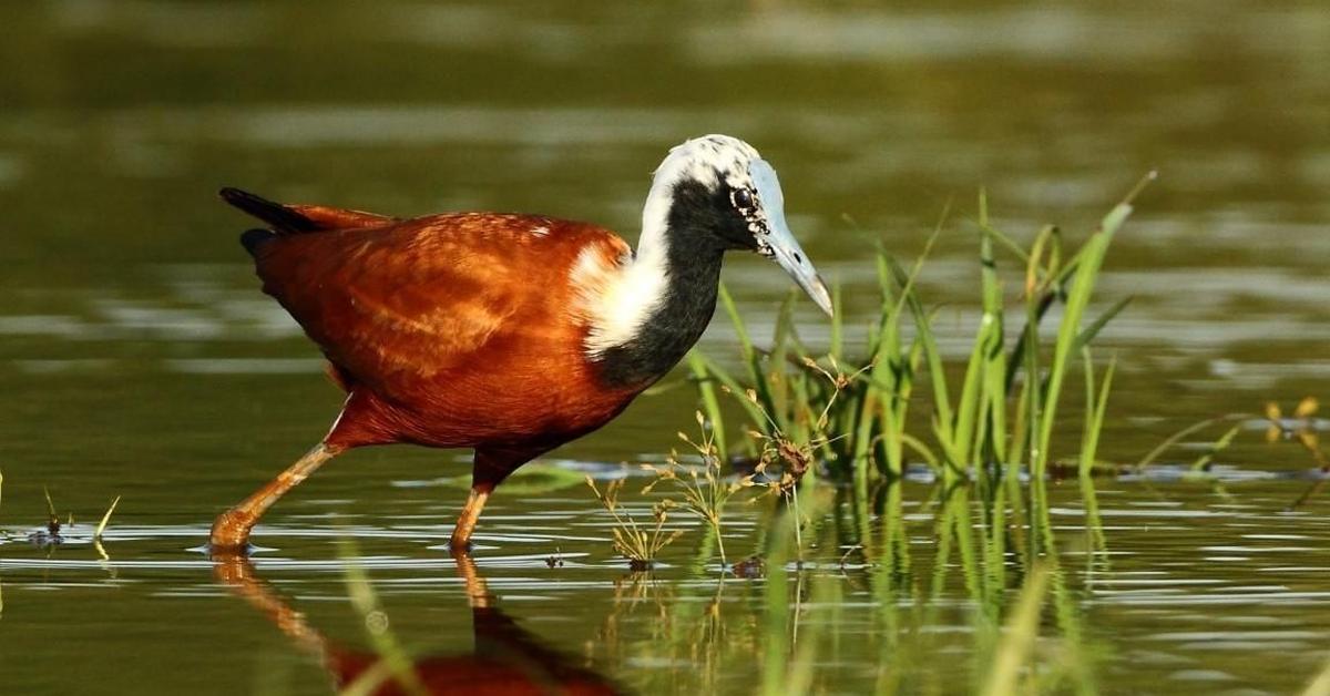 A look at the Madagascar Jacana, also recognized as Jacana Madagaskar in Indonesian culture.