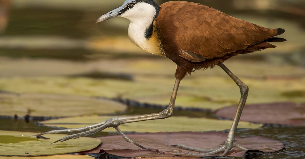 Snapshot of the intriguing Madagascar Jacana, scientifically named Actophilornis albinucha.