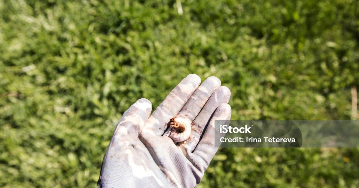 Image showcasing the May Beetle, known in Indonesia as Kumbang Mei.