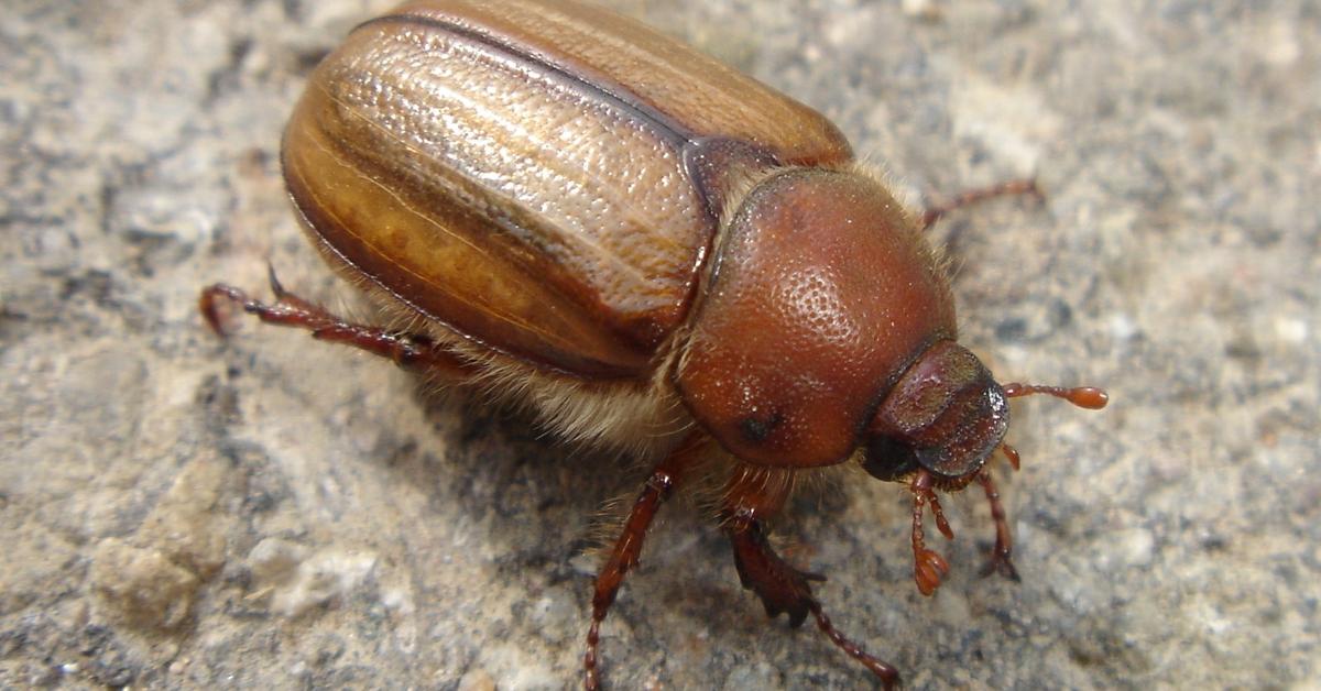 Natural elegance of the May Beetle, scientifically termed Melolonthinae.