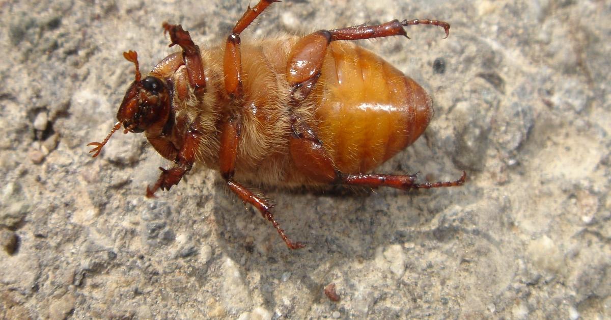 Close-up view of the May Beetle, known as Kumbang Mei in Indonesian.