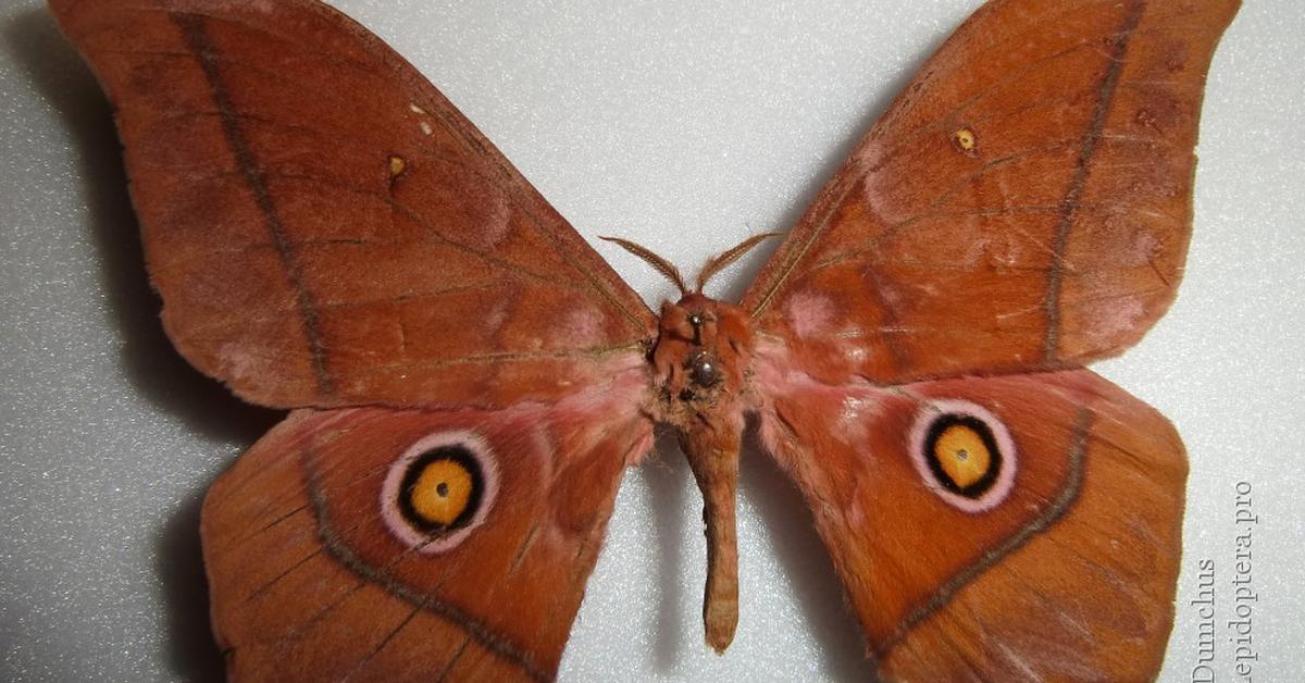 Elegant portrayal of the Madora Moth, also known as Gonimbrasia belina.