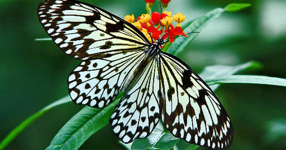 Photographic depiction of the unique Madora Moth, locally called Kupu-kupu Madora.