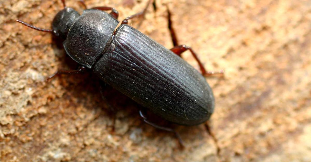 Graceful Mealworm Beetle, a creature with the scientific name Tenebrio molitor.