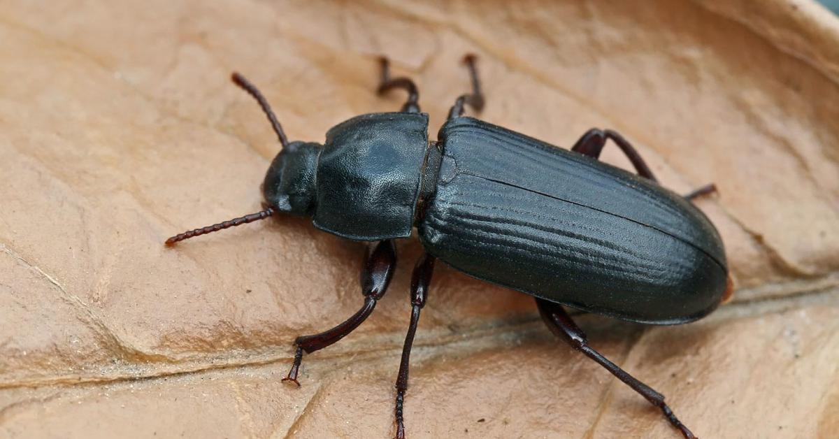 Graceful Mealworm Beetle, a creature with the scientific name Tenebrio molitor.