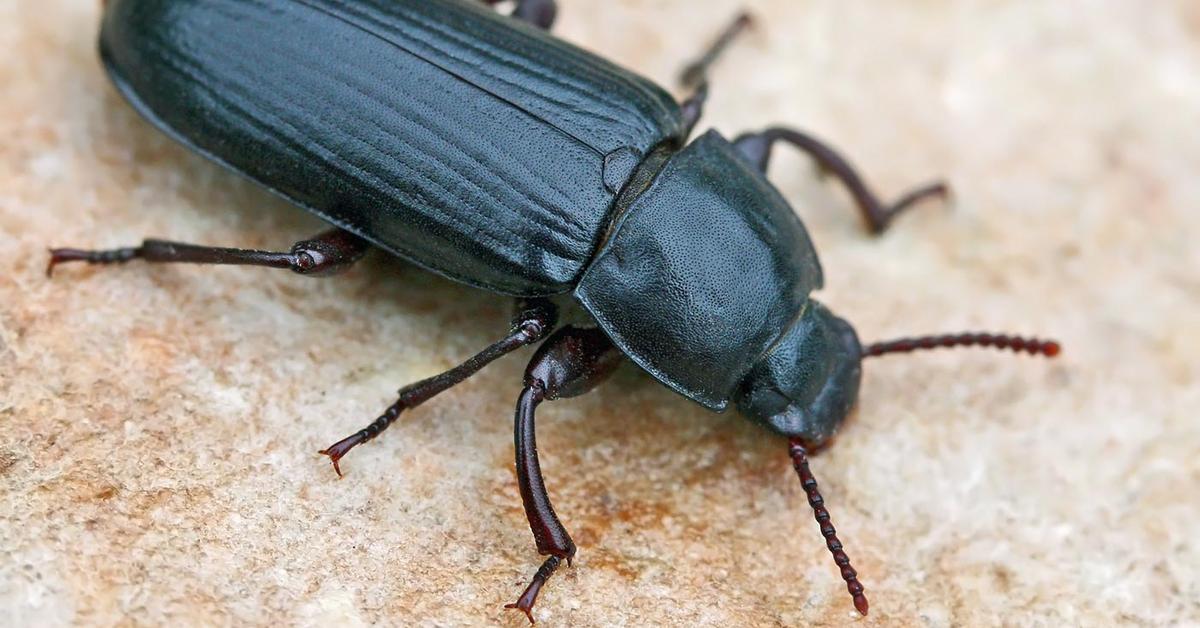 Vivid image of the Mealworm Beetle, or Kumbang Mealworm in Indonesian context.