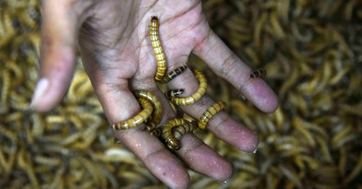 Striking appearance of the Mealworm Beetle, known in scientific circles as Tenebrio molitor.