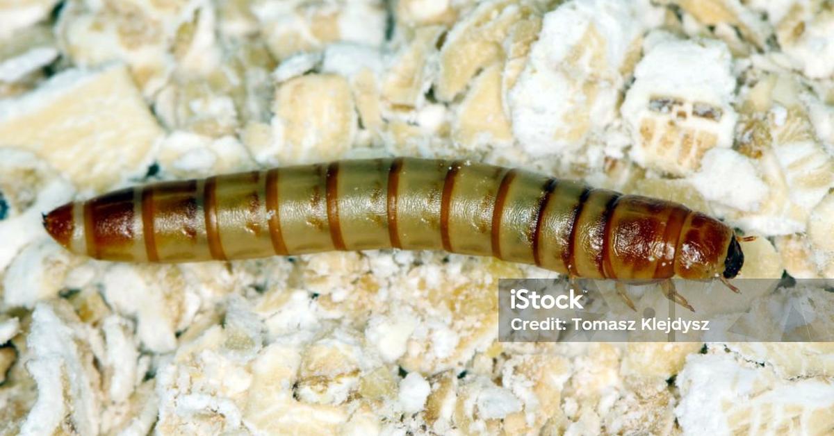 Portrait of a Mealworm Beetle, a creature known scientifically as Tenebrio molitor.