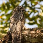 Unique portrayal of the Northern Potoo, also called Potoo Utara in Bahasa Indonesia.