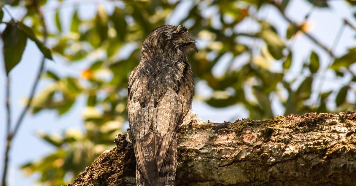 Portrait of a Northern Potoo, a creature known scientifically as Nyctibius.