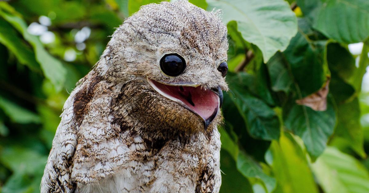 Elegant Northern Potoo in its natural habitat, called Potoo Utara in Indonesia.