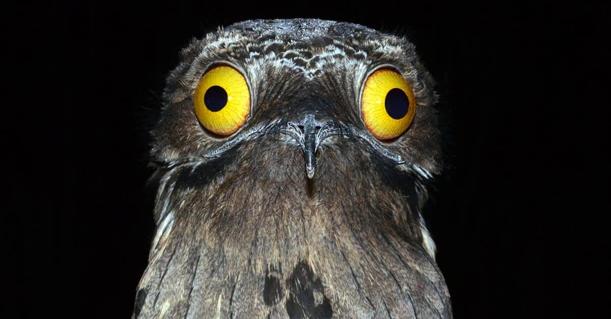 Close-up view of the Northern Potoo, known as Potoo Utara in Indonesian.