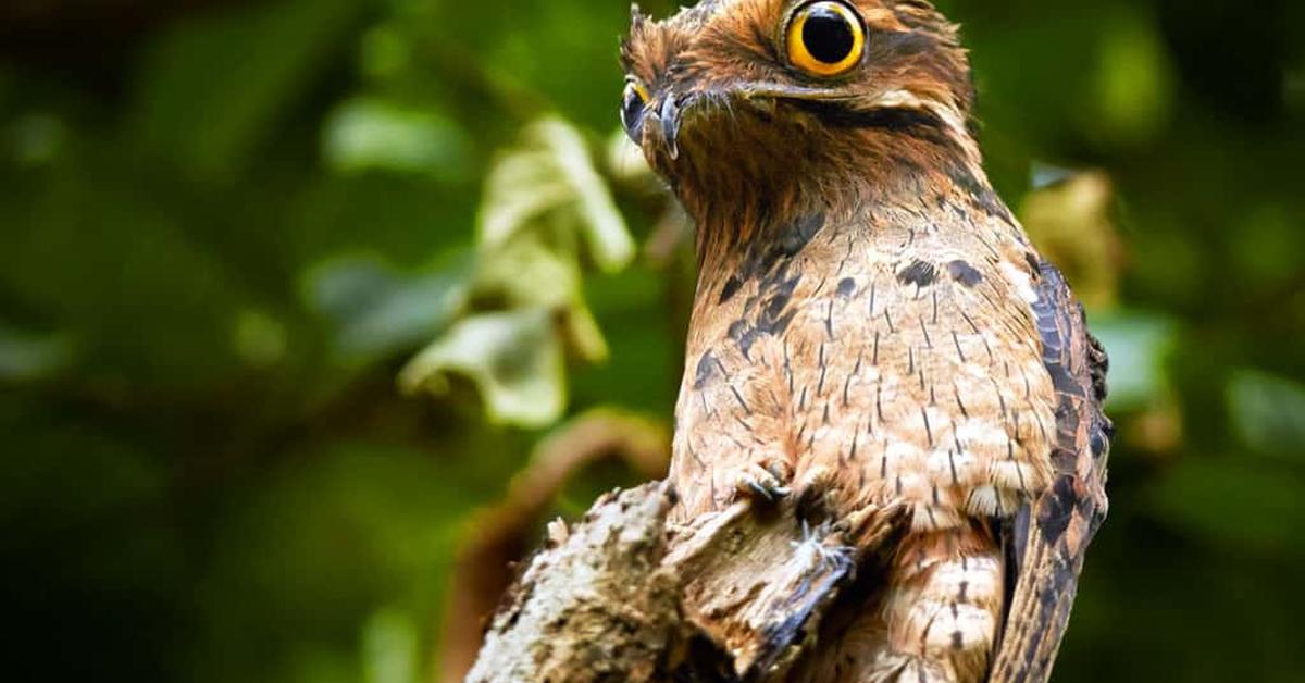 Captured moment of the Northern Potoo, in Indonesia known as Potoo Utara.